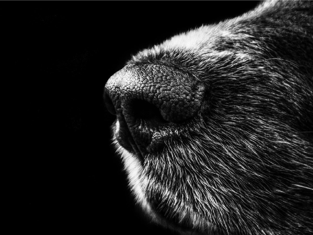 Hunde können Krebs&nbsp;riechen