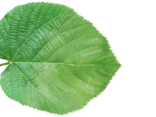 Wieso sind Blätter&nbsp;grün?